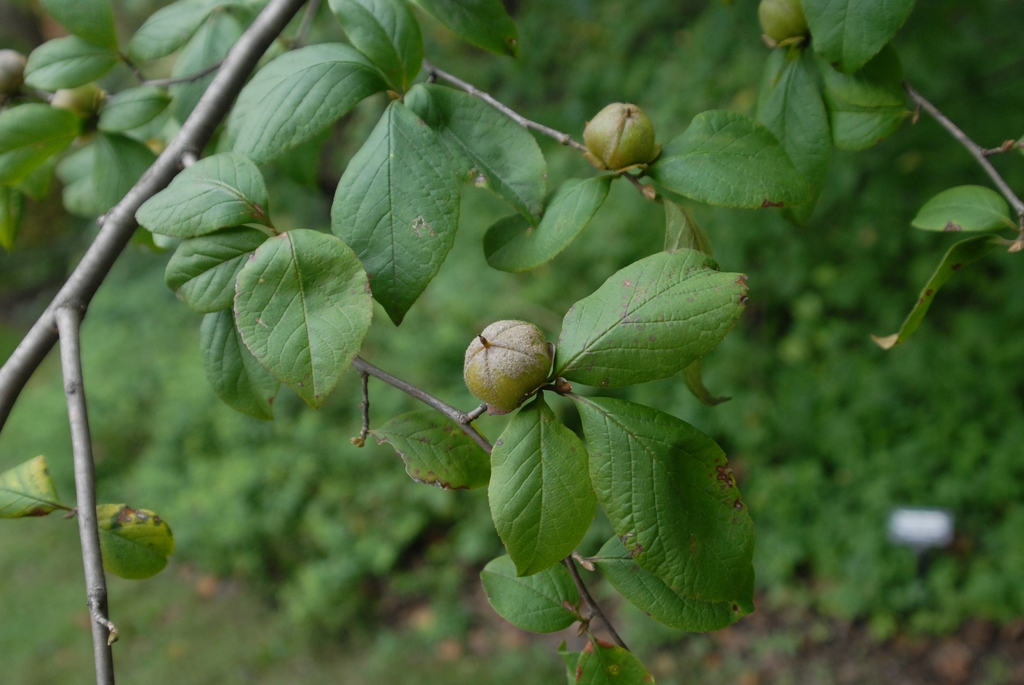 Stewartia malacodendron