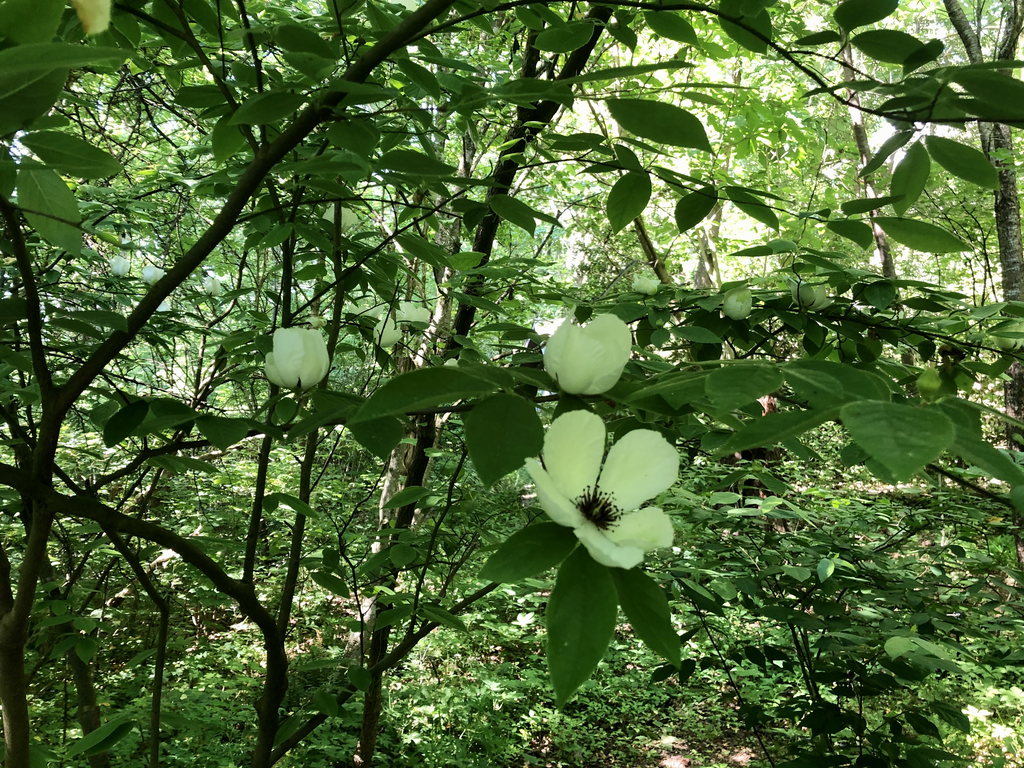 Stewartia malacodendron