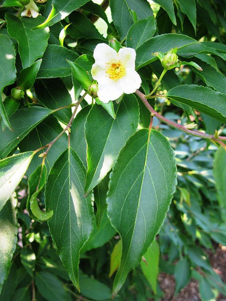 Stewartia monadelpha