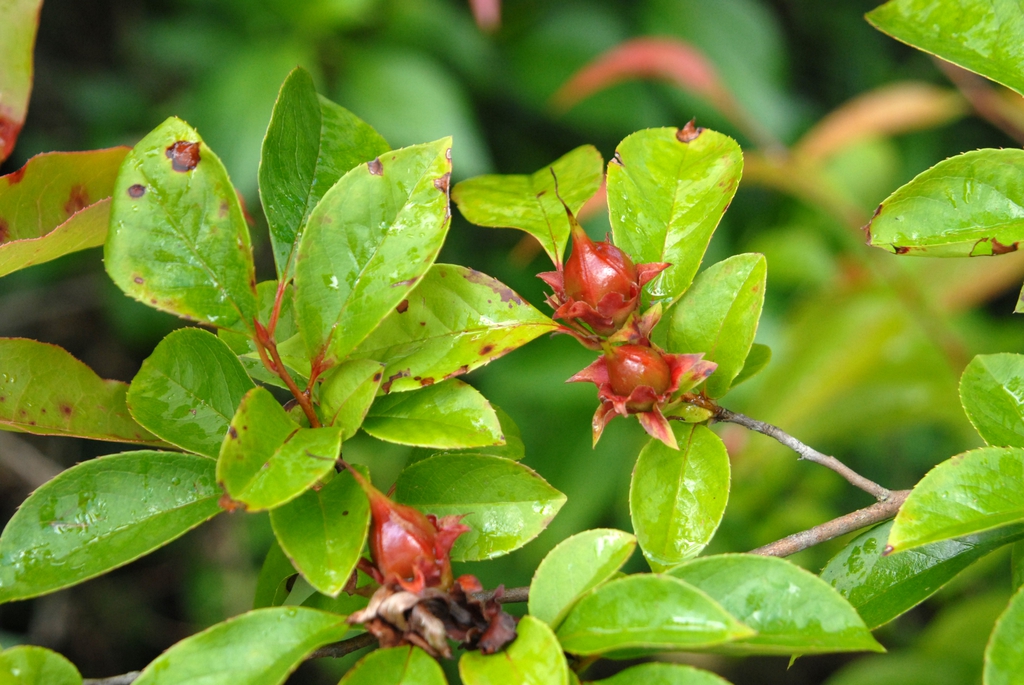 Stewartia rostrata