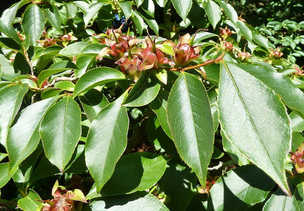 Leaves