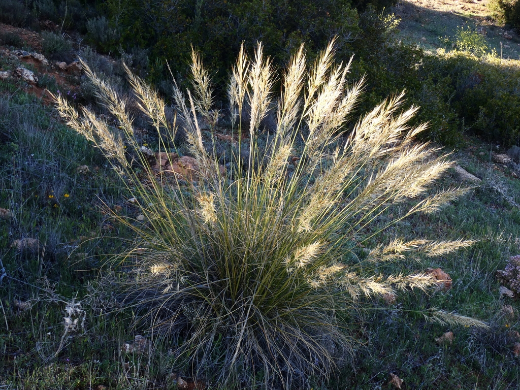 Form in bloom
