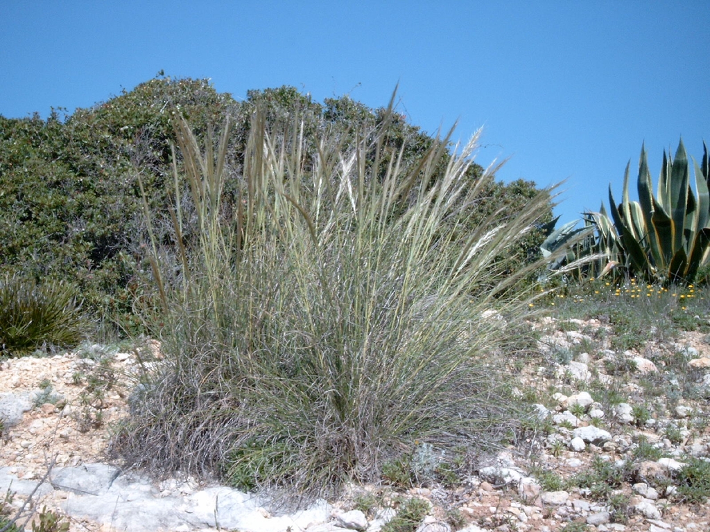 Form growing in Portugal