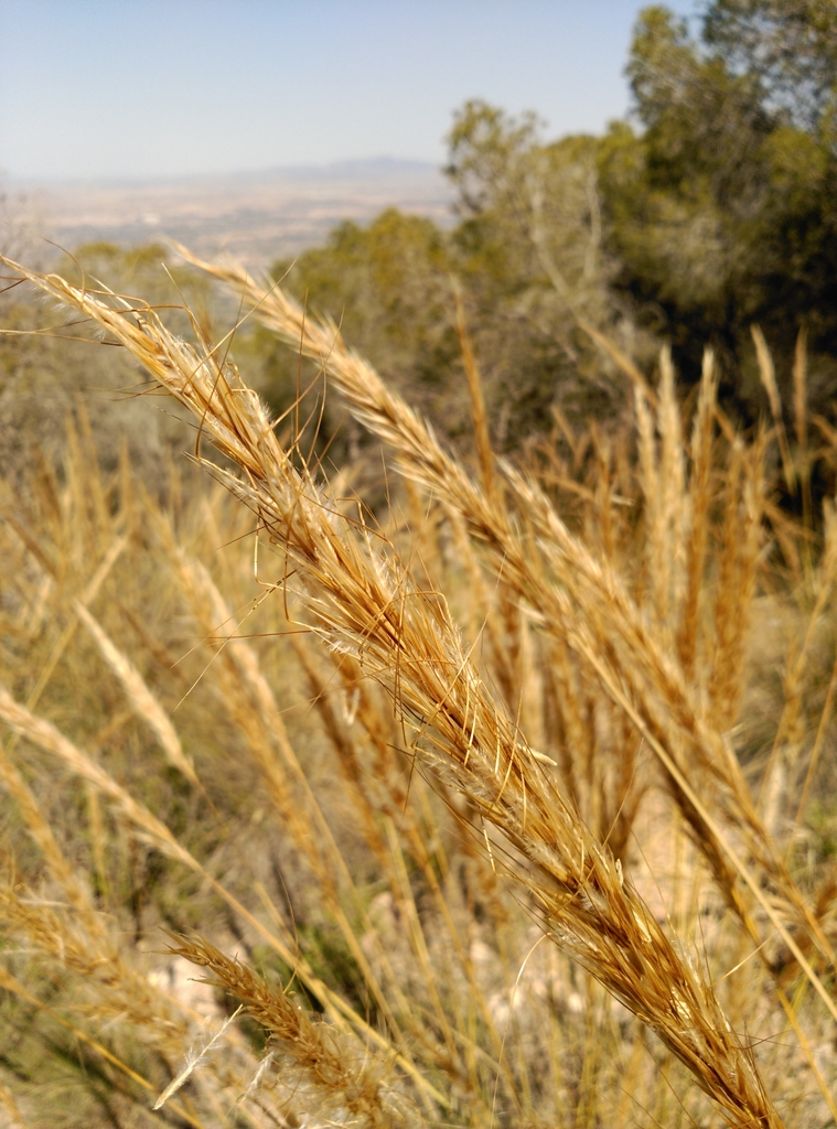 Seedheads