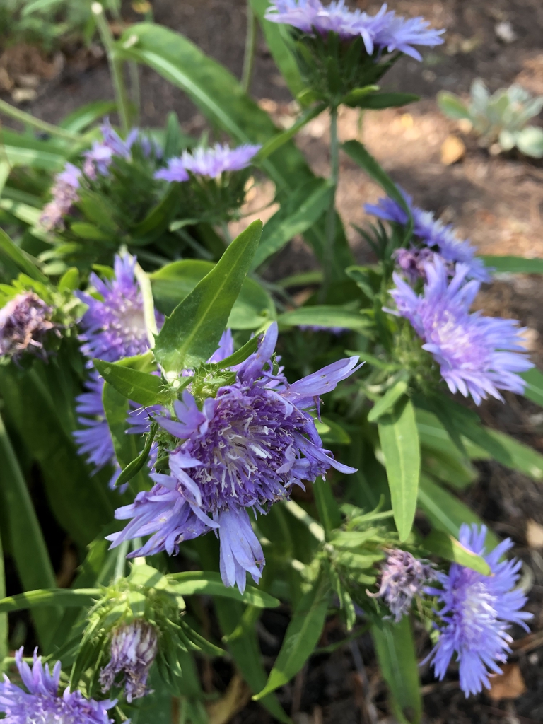 Stokesia laevis 'Blue Danube'