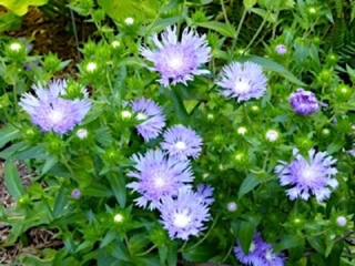 Form