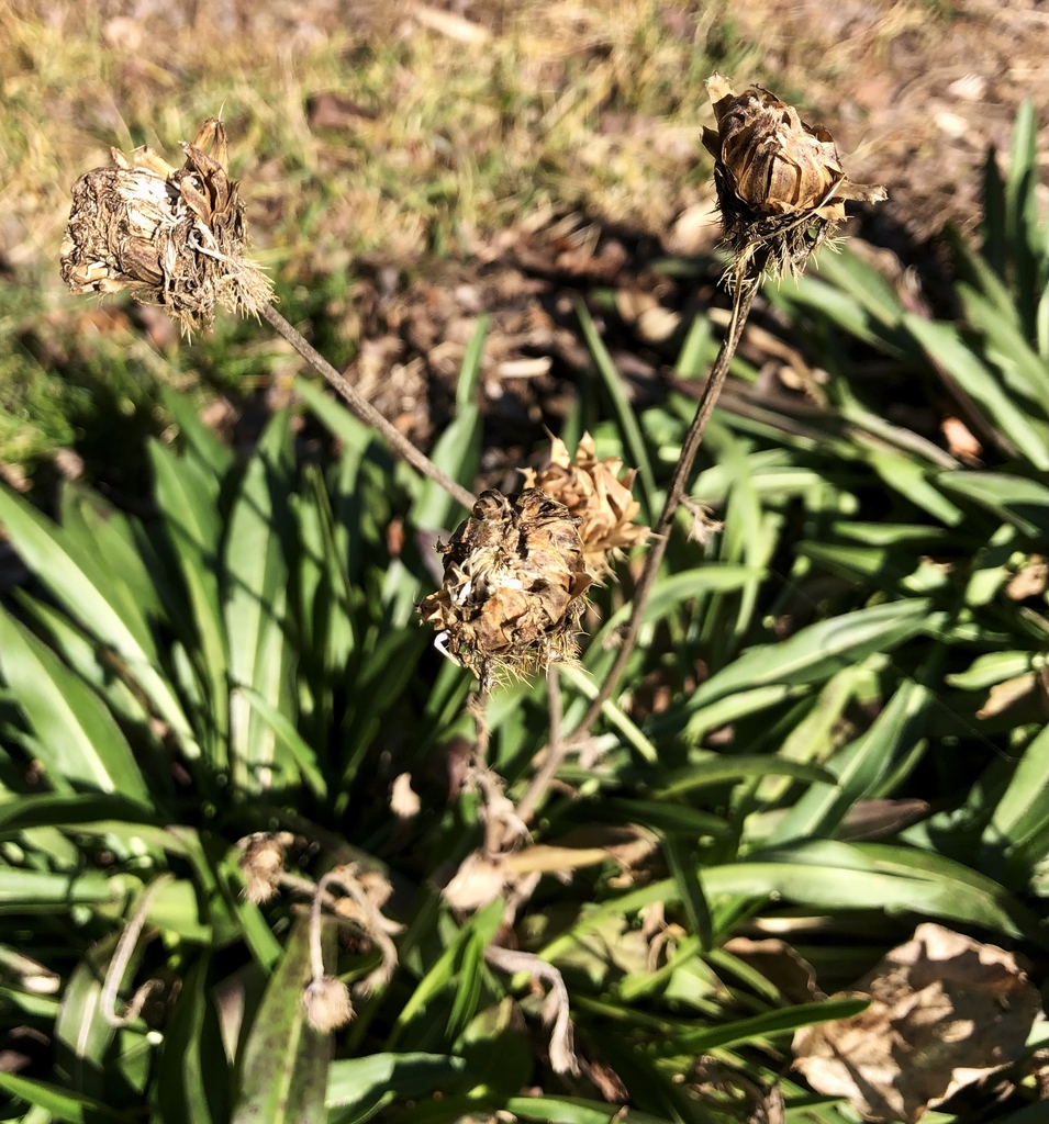 'Purple Upright' Flowers - Mid Feb. -Wake Co., NC