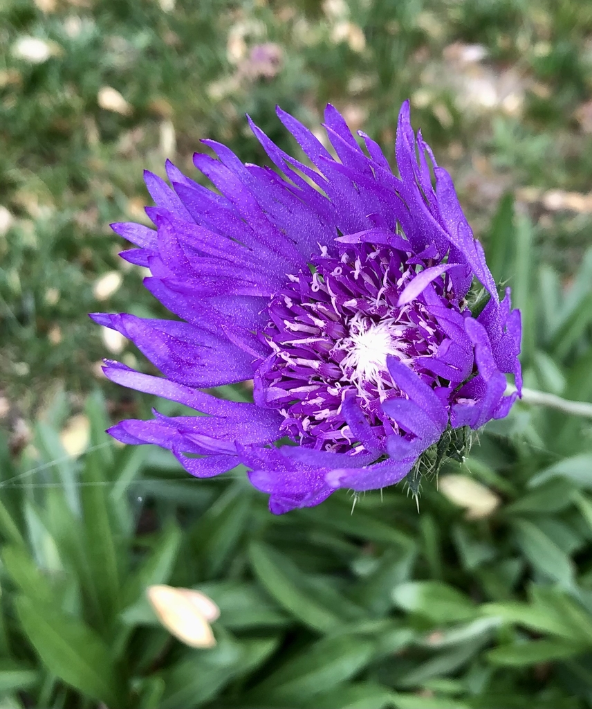 Flower close-up, fall, NC