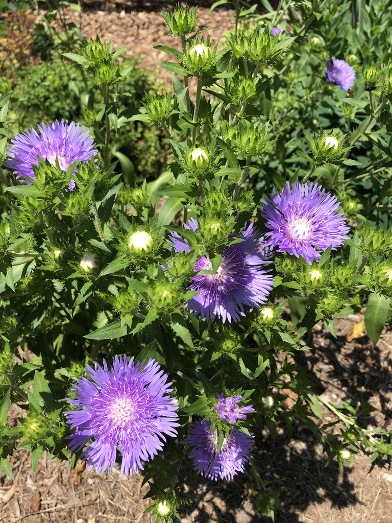 Stokesia laevis