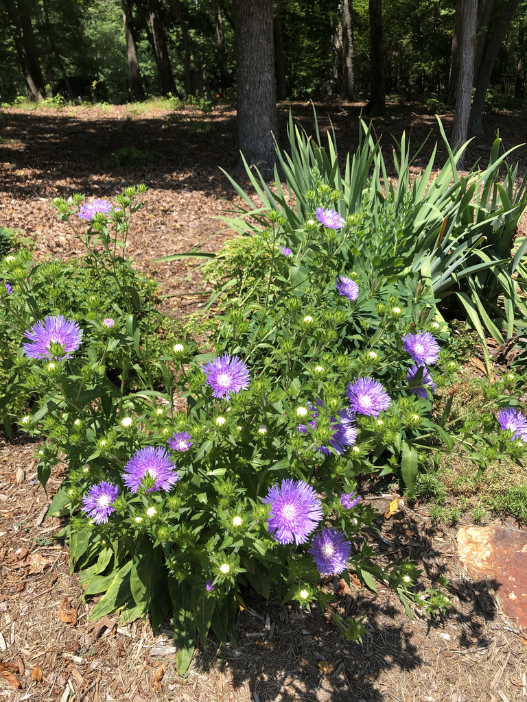 Stokesia laevis