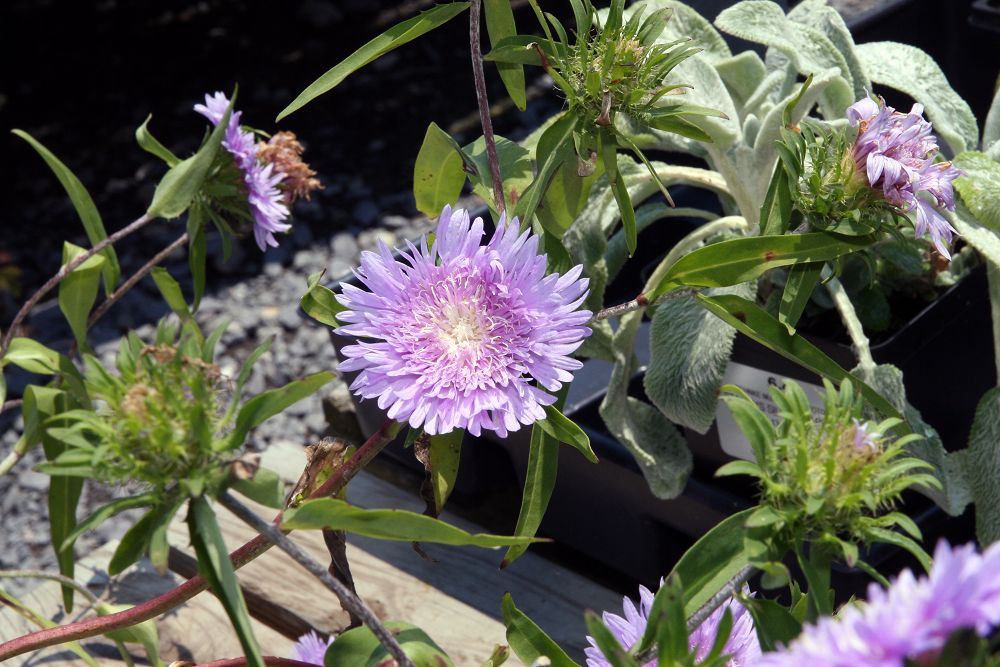Plant