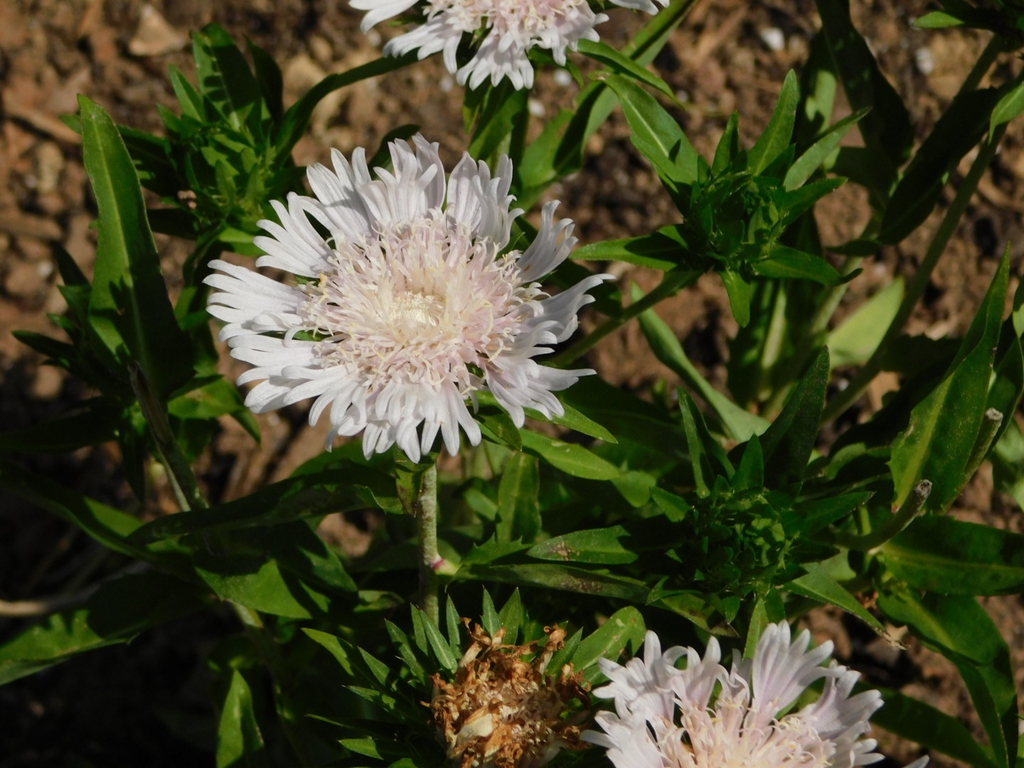 'Divinity' flower