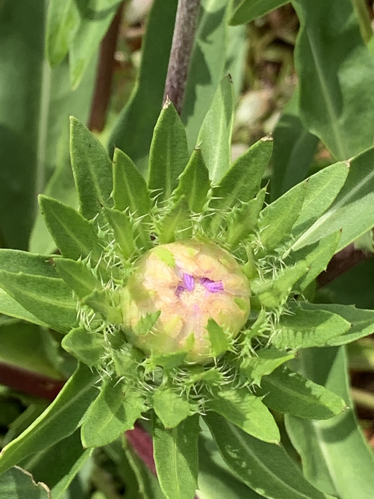 Flower bud