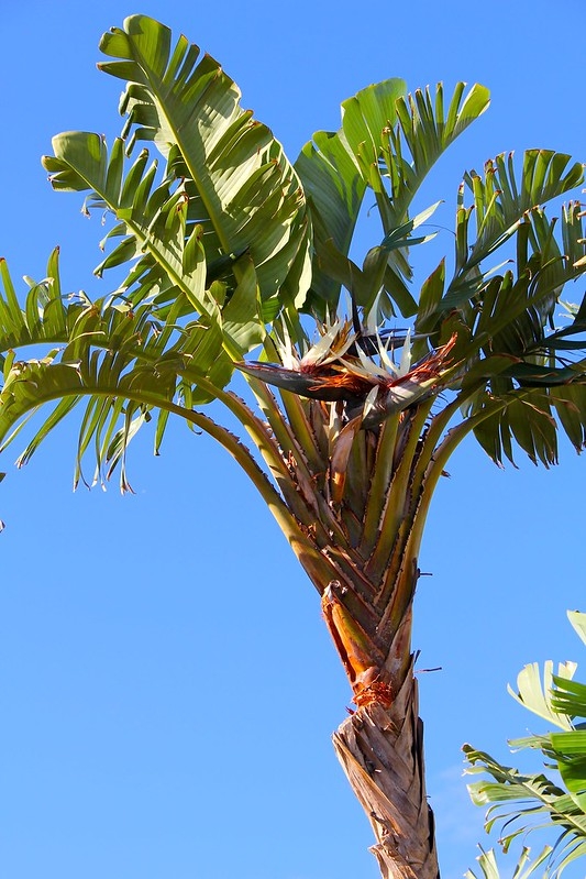 Large leaves & white and blue flowers.
