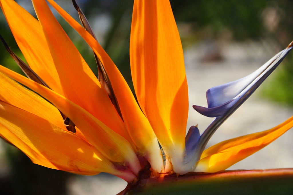 Close up of flower