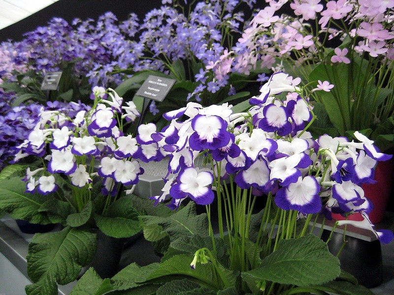 Display of various cultivars with flowers in blue, pink or white