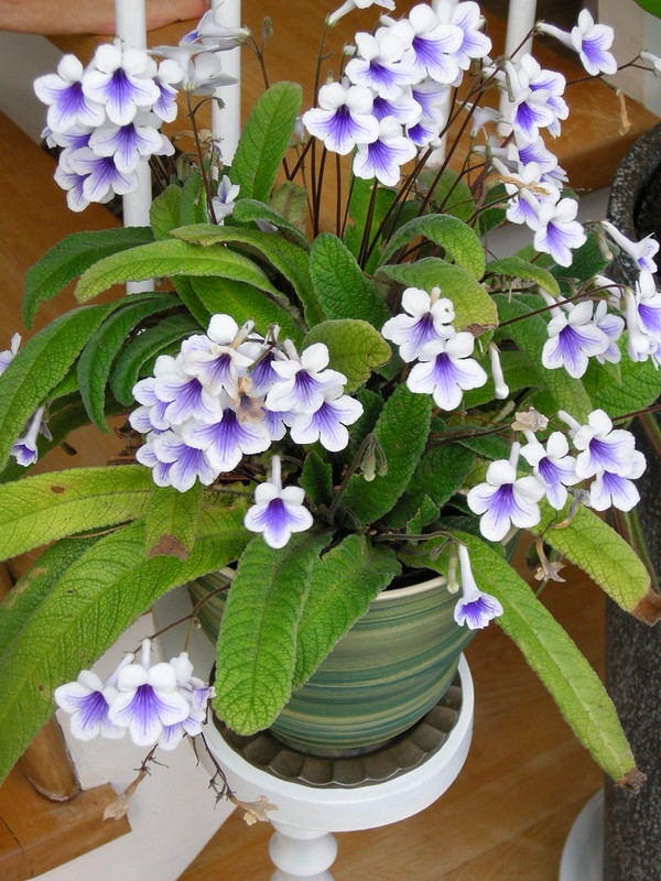 Potted plant with strap leaves & sprays of white & blue flowers