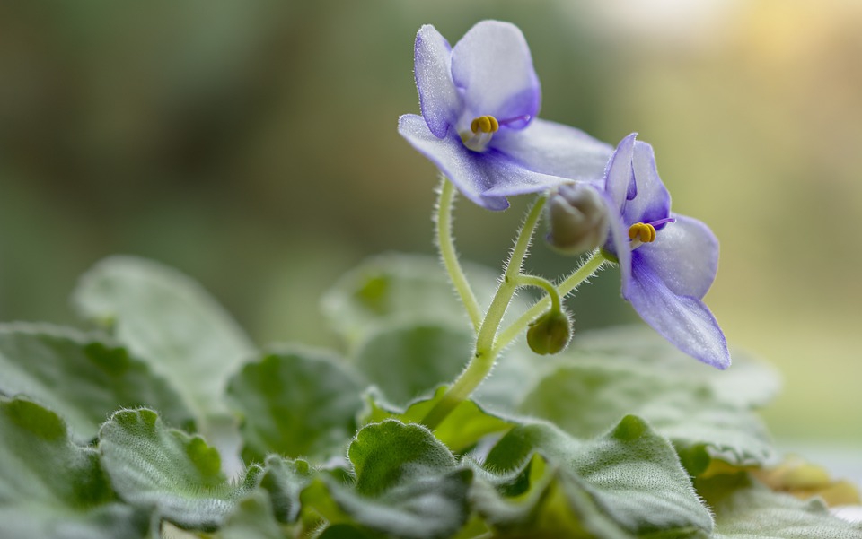 Close-up of a stalk of 2 open flowers and 2 buds above foliage.