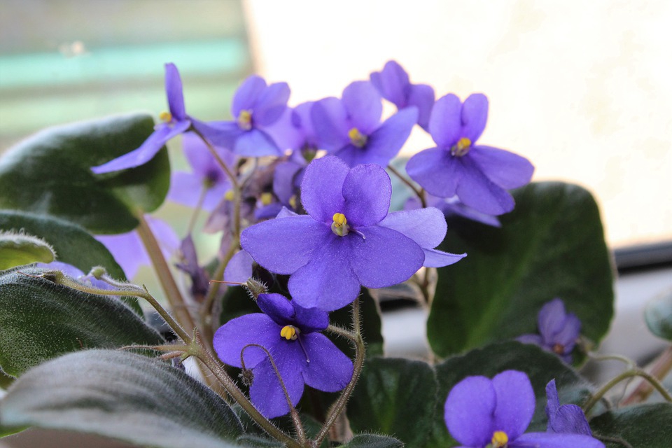 Clusters of blue flowers held above the fuzzy leaves.