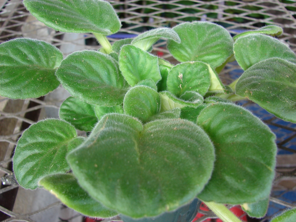 Rosette of fuzzy, orbicular leaves.