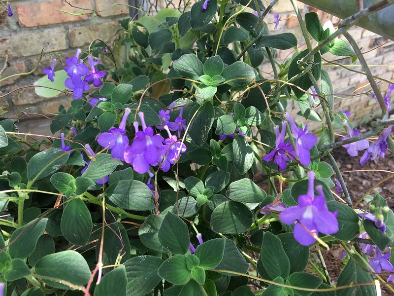 Fuzzy leaves and bluish trumpet-shaped flowers.