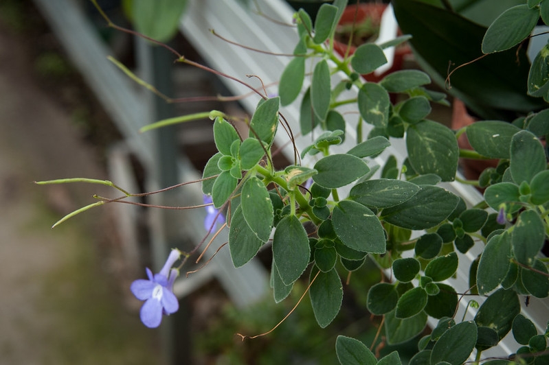 Fuzzy leaves, bluish trumpet-shaped flowers & narrow seed pods..
