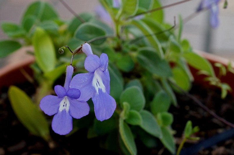 Fuzzy leaves and bluish trumpet-shaped flowers.