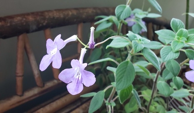 Fuzzy leaves and bluish trumpet-shaped flowers.