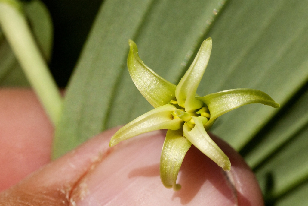 Streptopus amplexifolius