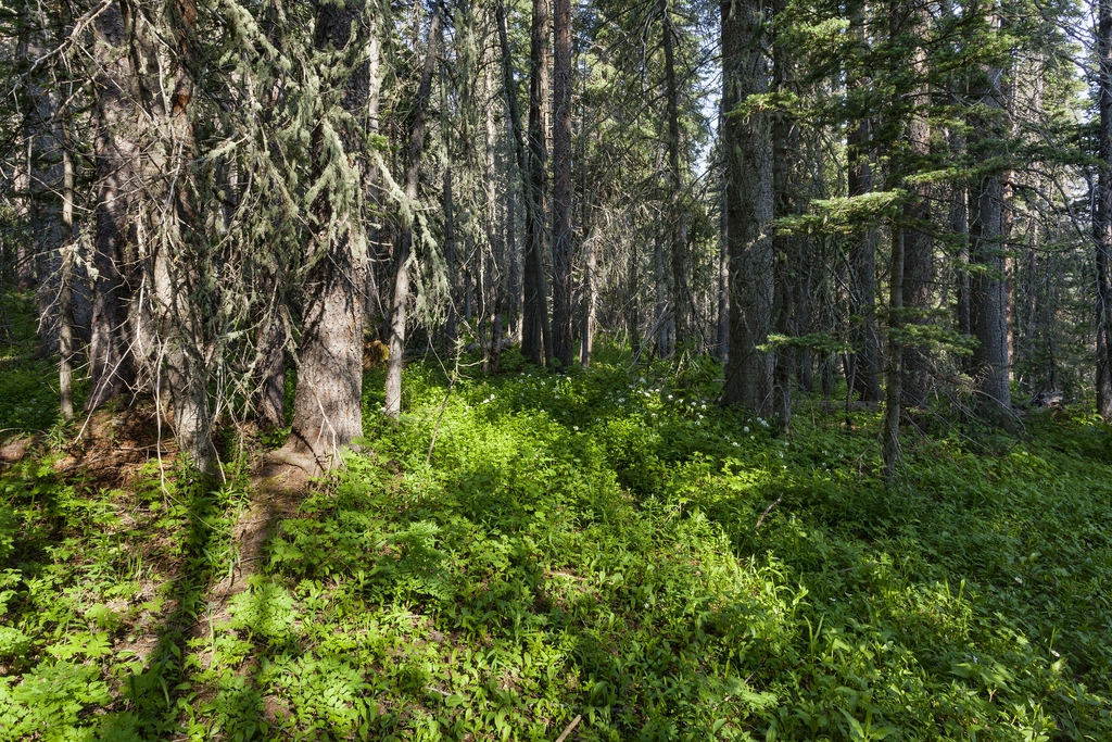 Streptopus amplexifolius