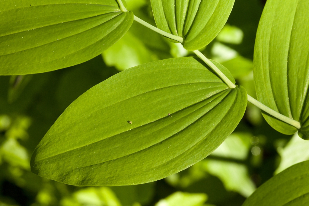 Streptopus amplexifolius