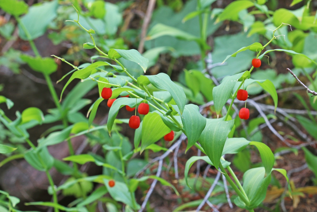 Streptopus amplexifolius