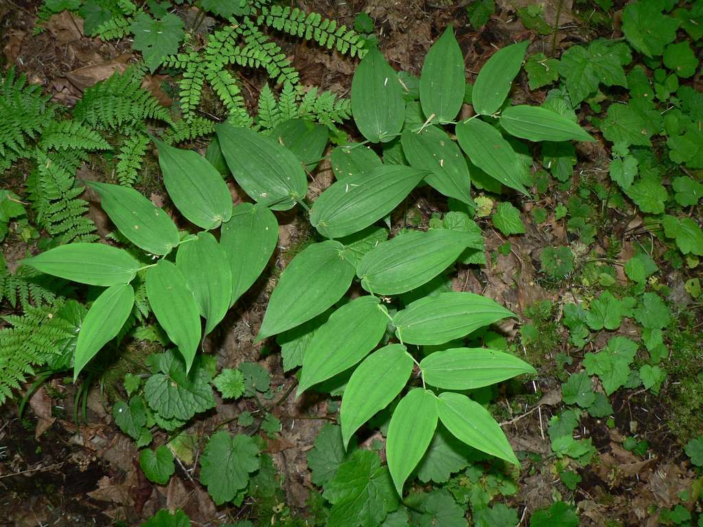 Form