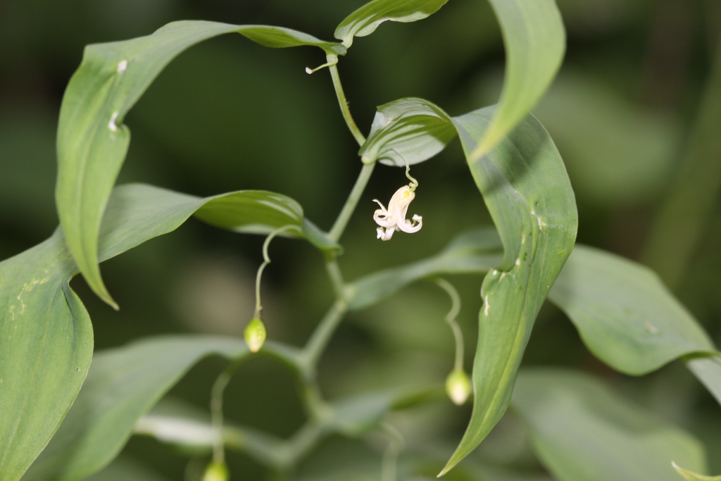 Streptopus amplexifolius