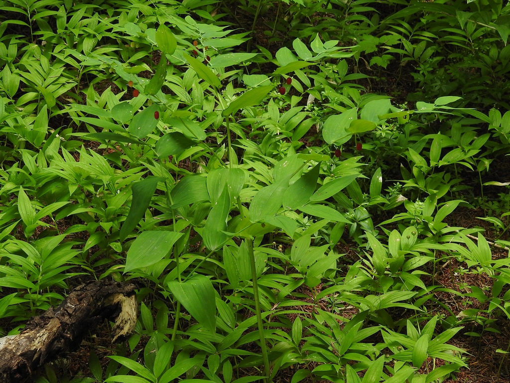 Streptopus amplexifolius