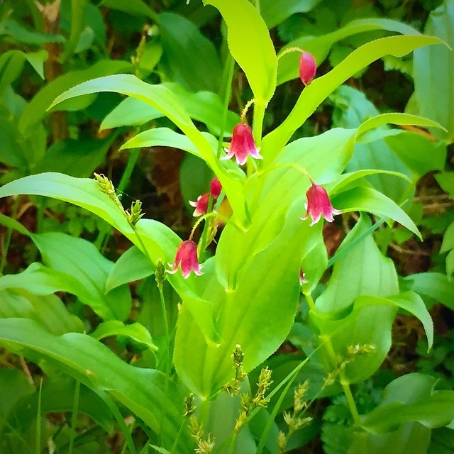 Leaves and flowers
