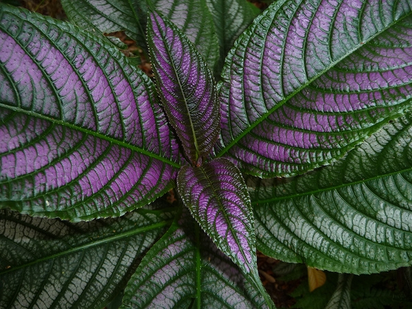 Strobilanthes dyerianus