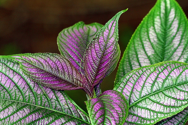 Strobilanthes dyerianus