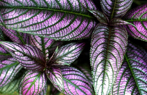 Strobilanthes dyerianus