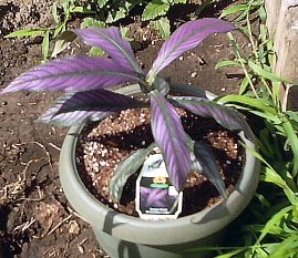 strobilanthes auriculata var. dyeriana