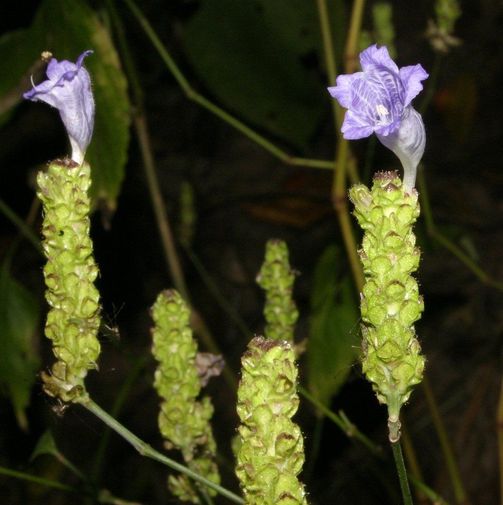 strobilanthes auriculata var. dyeriana