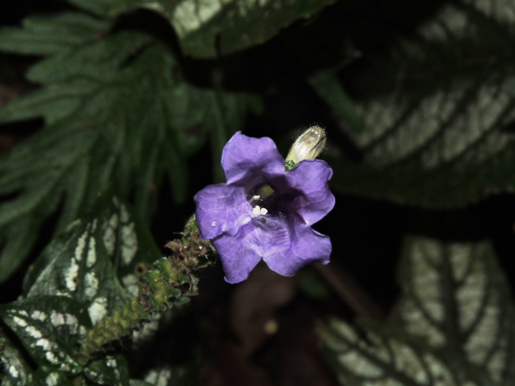 strobilanthes auriculata var. dyeriana