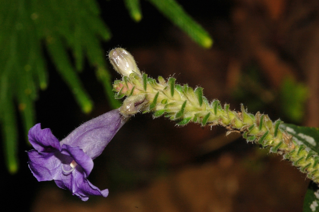 strobilanthes auriculata var. dyeriana