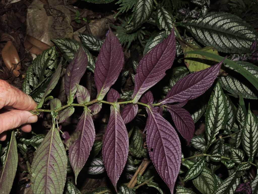 strobilanthes auriculata var. dyeriana