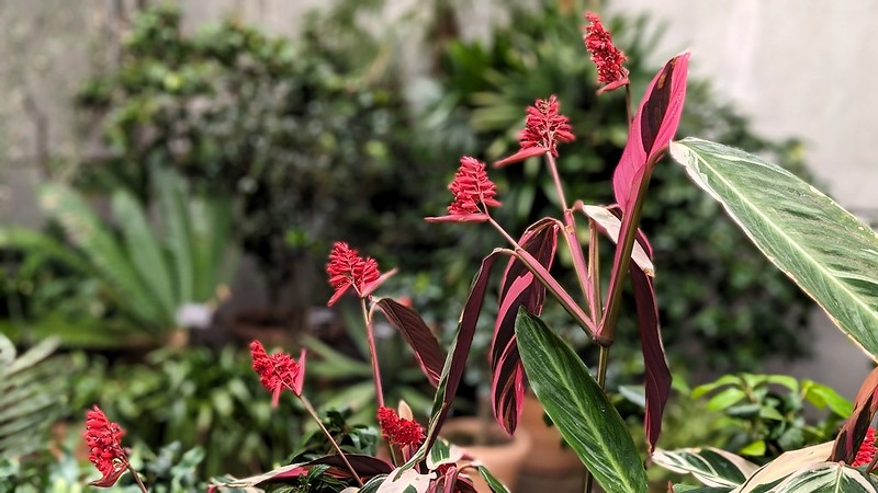 Red bracteate inflorescences held above foliage.