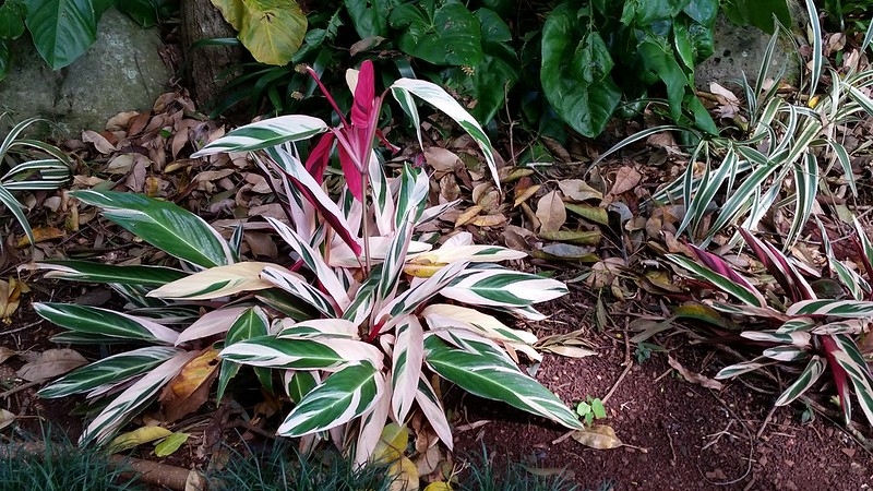 Colorful folige with pink, white and green variegation.