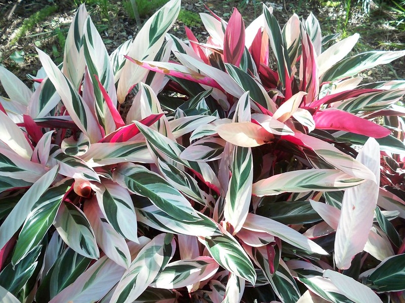 Colorful folige with pink, white and green variegation.