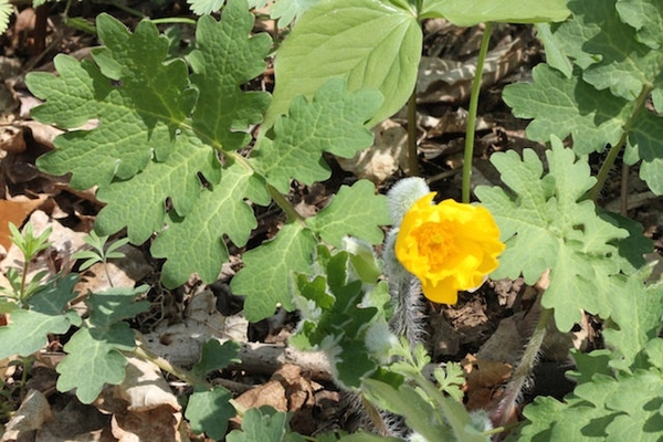 Leaf