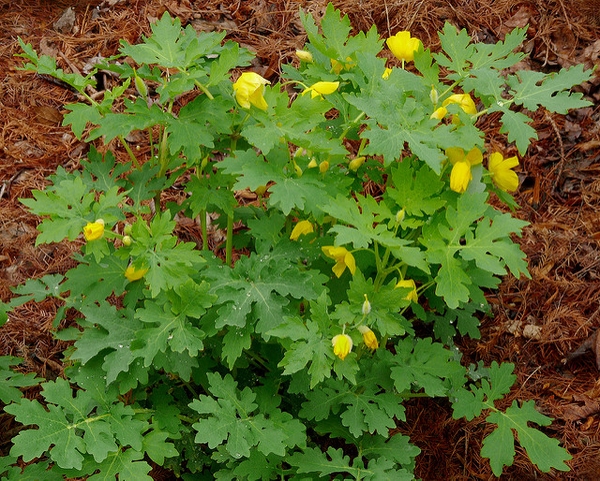 Plant
