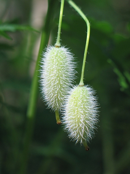 Fruit